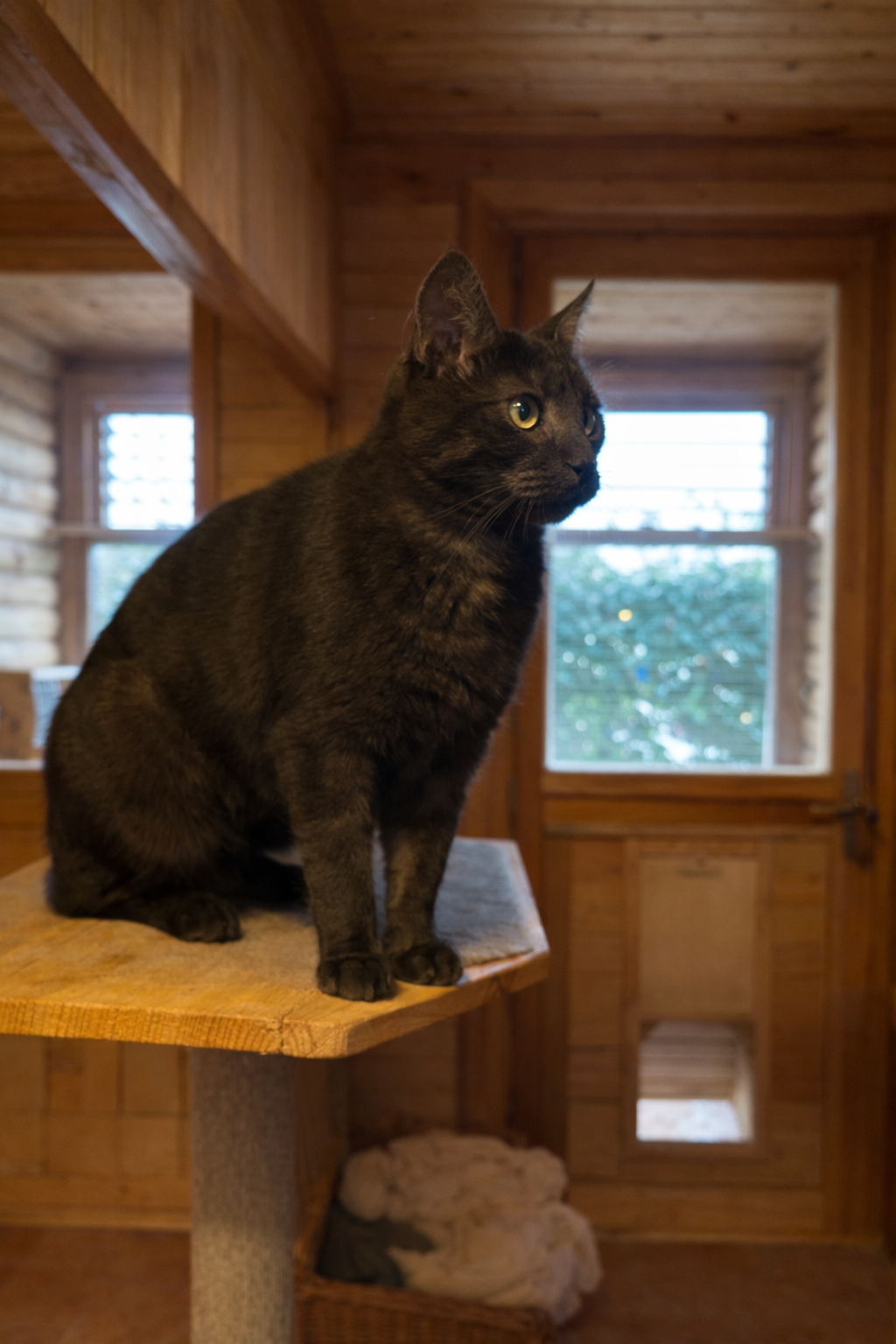 6AB5415B 3AEA 4256 A780 28451649A5FA