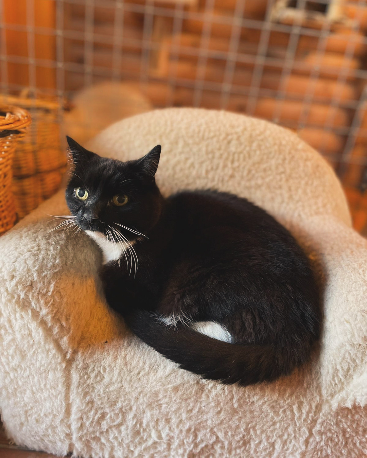 A5C54229 1D74 401D AE4D AE3AA7BCC47F