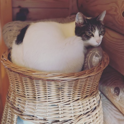 DeKattenherberg